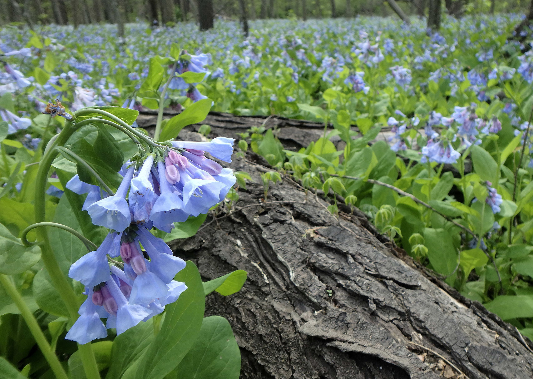 Bluebells